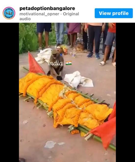 Monkey attends last rites of his caretaker, Manoj Singh, a farmer from Deoghar in Jharkhand