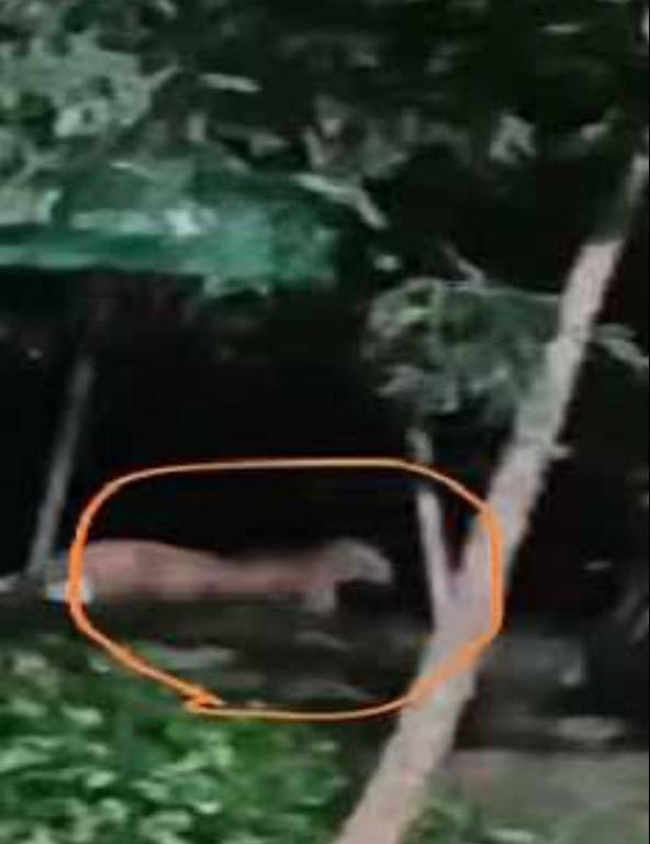 Panther, spotted around Bio-Diversity park in Kadma, rocks Jamshedpur