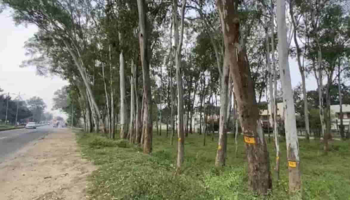 Ranchi’s 7,000 Trees at Risk: Young Citizens Take the Green Fight to Instagram