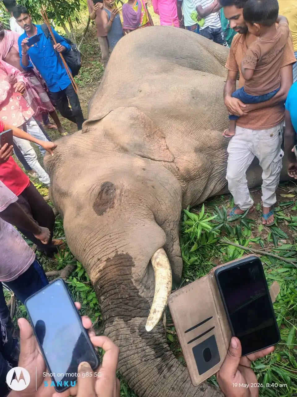 Wild Tusker found dead along Jharkhand-West Bengal border village, electrocution suspected 