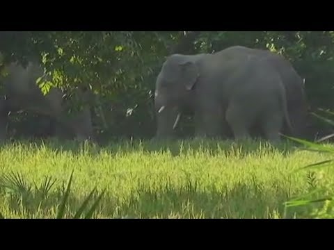 Elephants destroy crops, Palamau farmers wait for compensation 