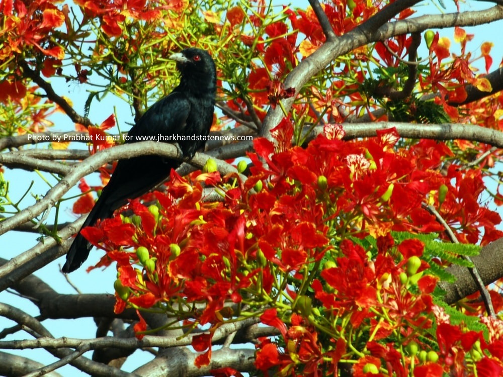 To get charmed in wee hours,spot in action Jharkhand State bird-Koel