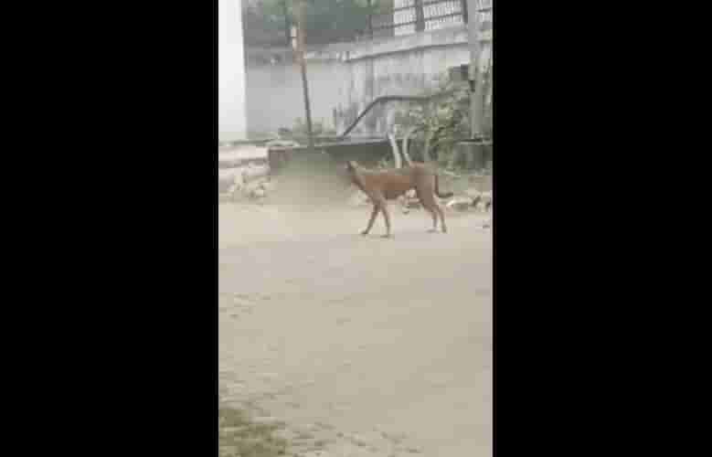 Dog picked up the 8-month-old fetus of a minor girl and disappeared in Palamau  