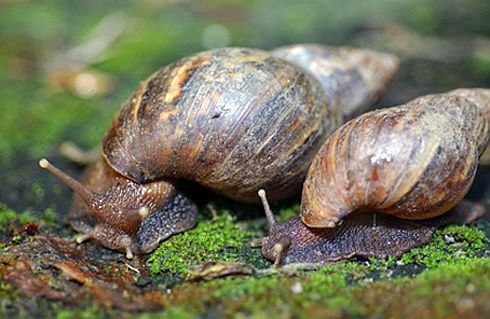 Six girls out to catch snails in pond,drown in Godda