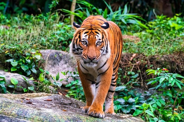 forest-shrinked-in-jharkhand-with-a-big-cat-living-alone-in-palamau-tiger-reserve-cag