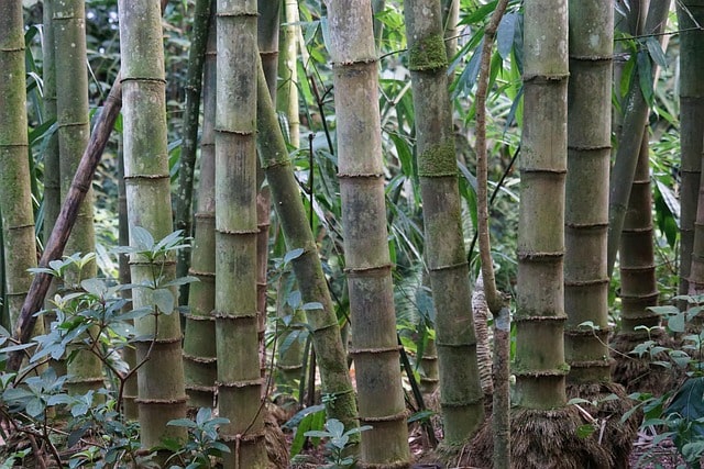 exclusive-bamboo-mission-boosting-its-cultivation-supply-to-industry-for-domestic-and-global-markets
