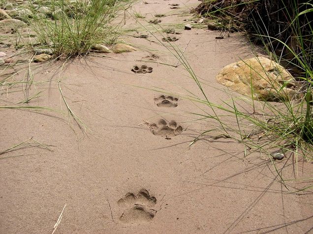 Presence of a tigress noticed on the basis of footprints spotted by Palamau Tiger Reserve staff