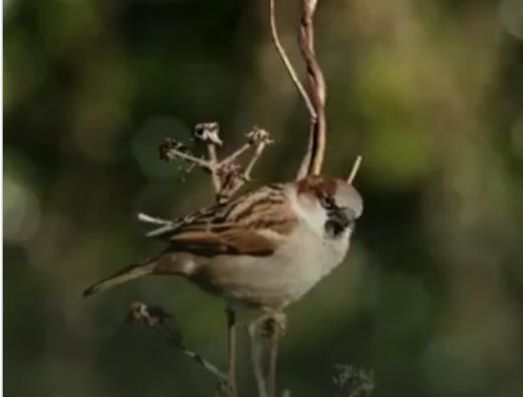 world-sparrow-day-2026jharkhand-missing-a-chirpy-bird-that-added-vibrancy-to-ecosystem