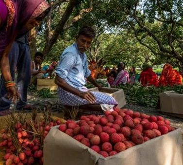 centre-sets-up-task-force-to-examine-why-litchi-crops-suffered-damage-in-bihar