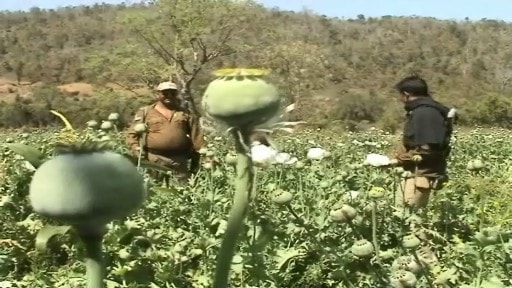 Opium mafia remains beyond reach of long arm of the law in Maoist belt