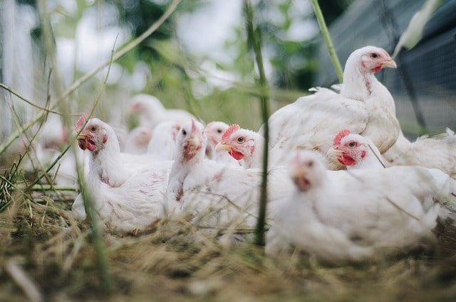 Bird Flu caused death of scores of Chicken in Bokaro