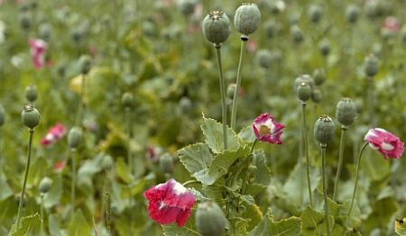 Yet to be identified mafia uses â€˜culture systemâ€™ to cultivate opium in Jharkhand