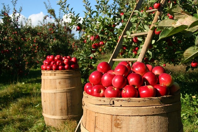 far-away-from-jharkhand-nabard-holds-sweet-fruit-festival-20-in-uttrakhand