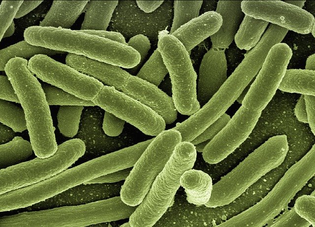 Indian Scientists Track Behaviour of Intestinal Bacteria
