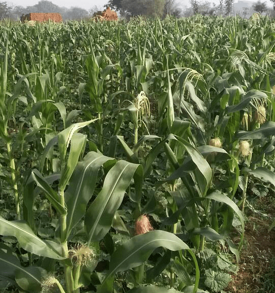 Baby Corn cultivation picks up momentum in Jharkhand