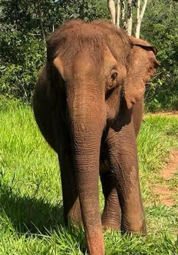 stolen-elephant-bought-for-rs-40-lakh-in-jharkhand-and-sold-for-rs-27-lakh-in-bihar-recovered