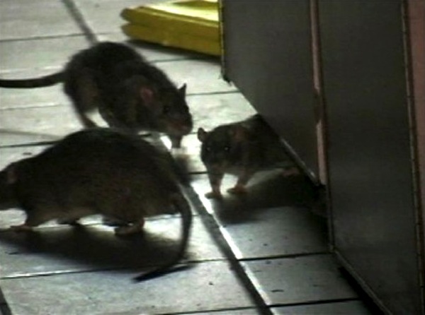 MGM hospital in Jamshedpur to launch drive against rats