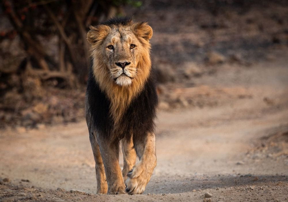 leaders-extend-greetings-on-world-wildlife-day-2026