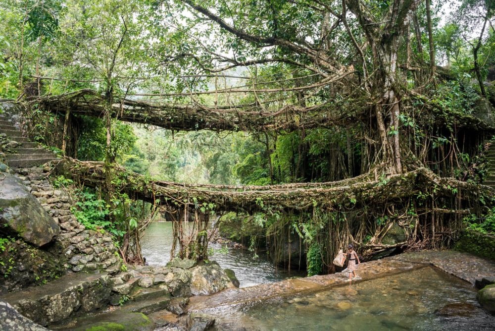 UNESCO picks up Meghalaya villagers’ Living Root Bridges in tentative list of World Heritage Sites 