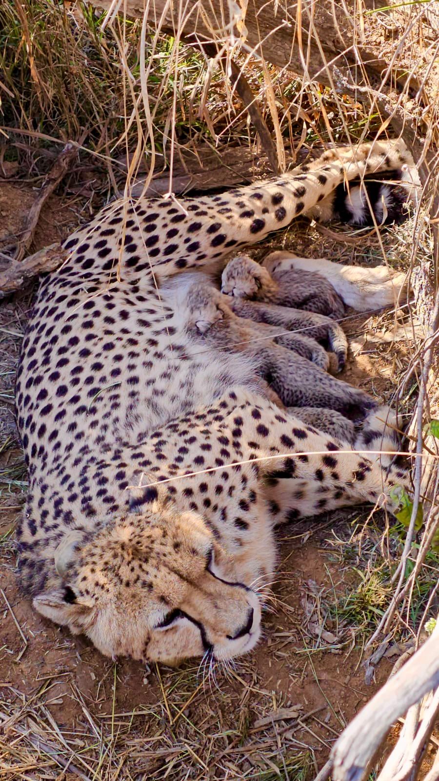 cheetah-numbers-reach-53-as-jwala-gives-birth-to-five-cubs-at-kuno