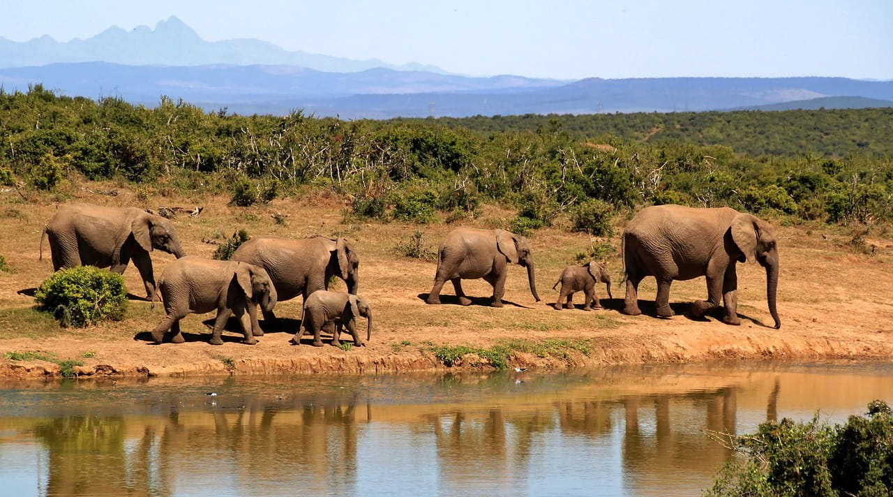 world-elephant-day-2026-indias-wild-elephant-population-stands-at-22446-during-202125