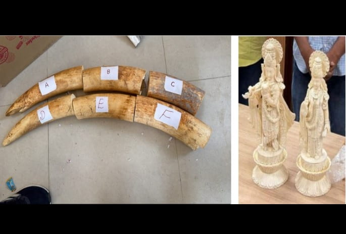 dri-busts-multiple-wildlife-trafficking-networks-in-mega-india-operations