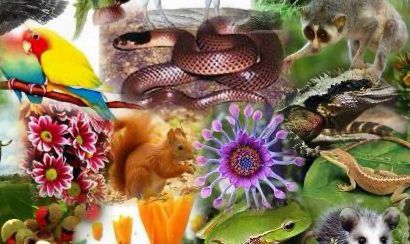 national-biodiversity-authority-supports-24-districts-spanning-9-states-and-1-ut-not-one-of-jharkhand