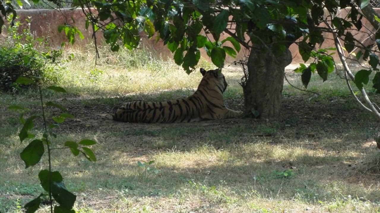 Tigress kills a selfie crazy man inside Birsa Munda zoo