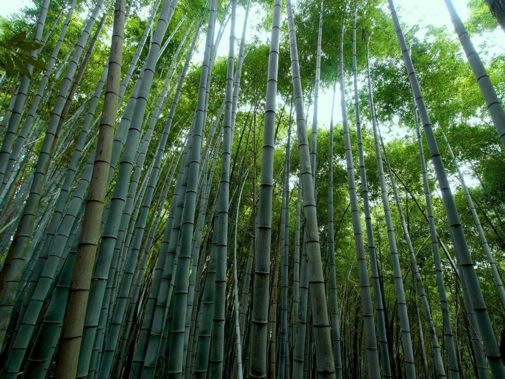 from-green-stems-to-green-productsbamboo-creating-new-livelihoods-enterprises-and-opportunities