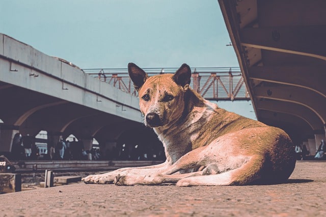 Centre urged State Governments to sterilize stray dogs following ‘the Capture–Neuter–Vaccinate–Release approach’