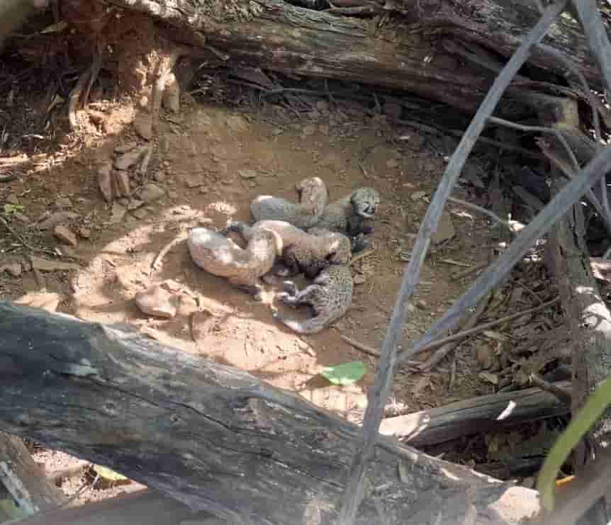 project-cheetah-rocks-an-india-born-female-cheetah-gives-birth-to-5-cubs-in-kuno-national-park