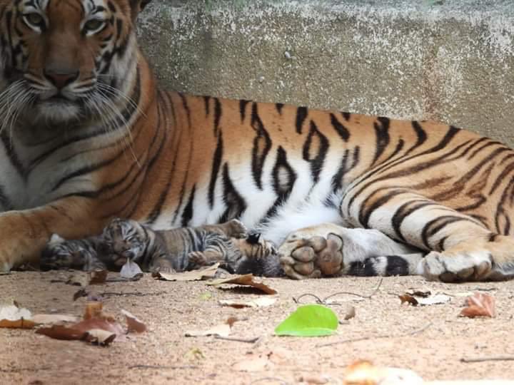 Tigress blessed with three pubs in Birsa Munda Zoo