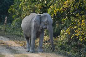 Elephant exploited,fed alcohol by owners rescued in Jharkhand  