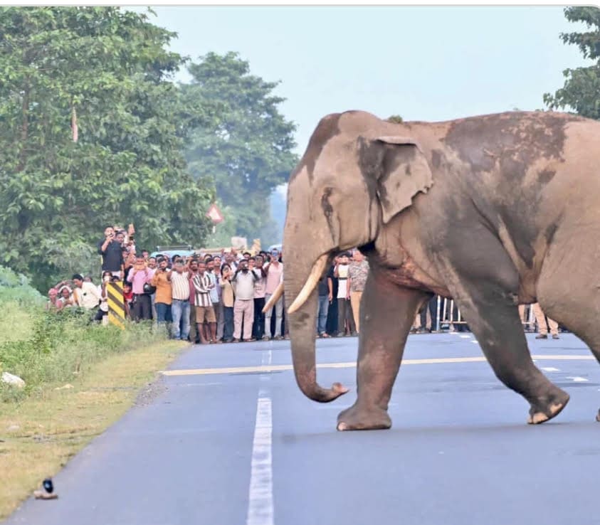 forest-officials-gain-praise-for-halting-traffic-to-allow-a-herd-of-elephants-cross-the-road