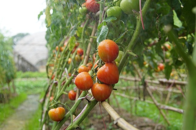 exclusive-nurture-organic-farming-empower-farmers-strengthen-rural-jharkhand