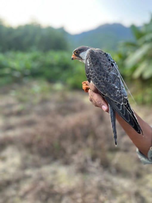 exclusive-super-fast-flying-bird-amur-falcon-flies-thousands-of-kilometre-non-stop-from-somalia-to-bihar-manipur