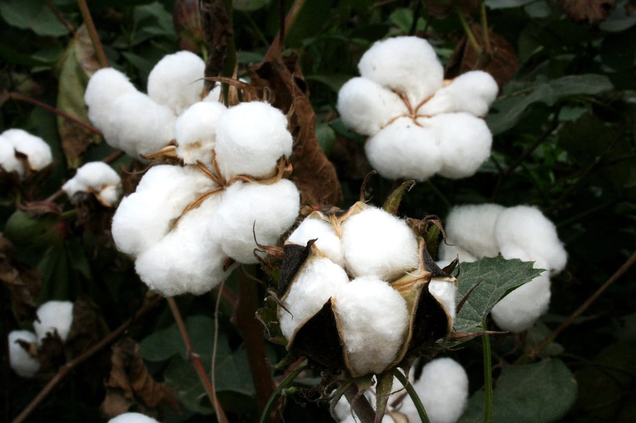 cotton-that-binds-agriculture-industry-and-trade-via-livelihoods-of-nearly-6-million-farmers-in-india-a-report
