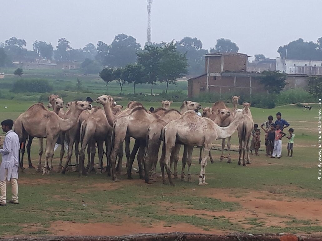 Fate of 80 camels of Rajasthan hangs in balance in Jharkhand  