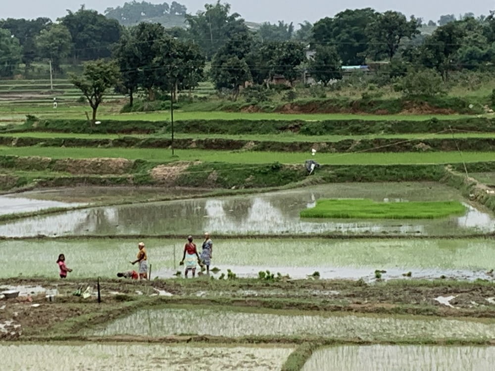 Farmers’ paddy crop at risk due to weak, erratic monsoon in Jharkhand 