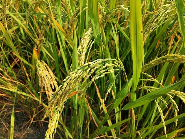 even-as-paddy-harvesting-season-2025-comes-to-end-incidents-of-farm-fire-decline-across-punjab-haryana