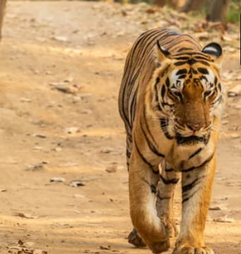 jharkhands-palamau-tiger-reserve-to-house-3-tigers-from-mp-to-revive-population-of-big-cats