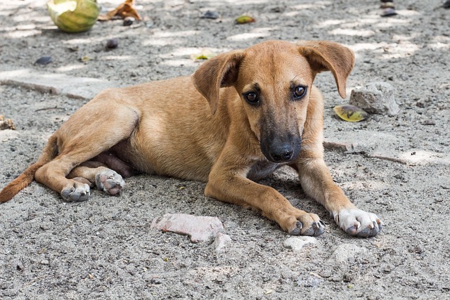 Street dog population reduced by 10 percent in India, revealed a survey report