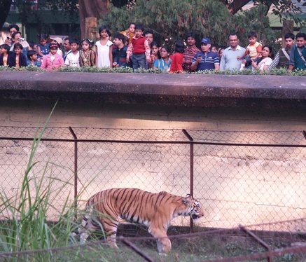 'Five tigers in Saranda,one tiger in Hazaribagh'