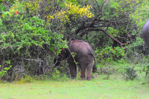 wild-elephant-injured-after-stepping-on-a-suspected-maoists-ied-in-jharkhands-saranda-forest