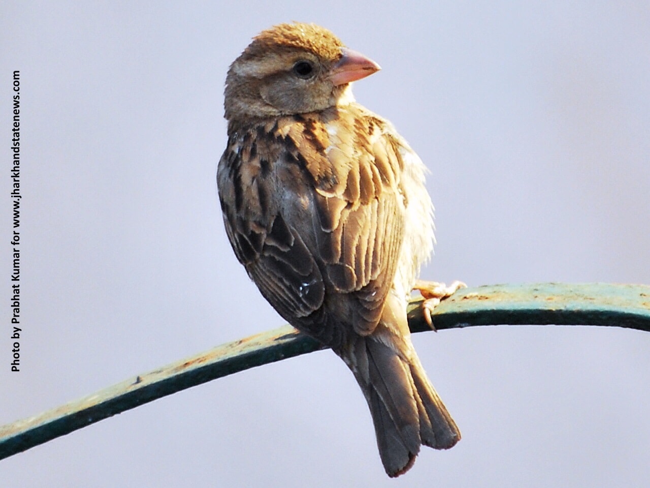 Sparrows think,express emotions;Humans make them live on verge of extinction