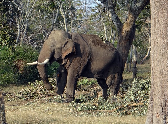 A wild elephant goes berserk and kills eight persons during one night in Jharkhand’s forest 