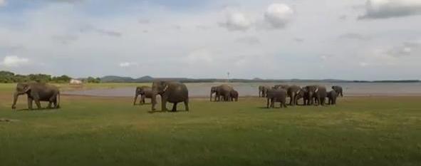 A heard of wild elephants enter rural belt of Bokaro: Forest staff play music, spread awareness among villagers