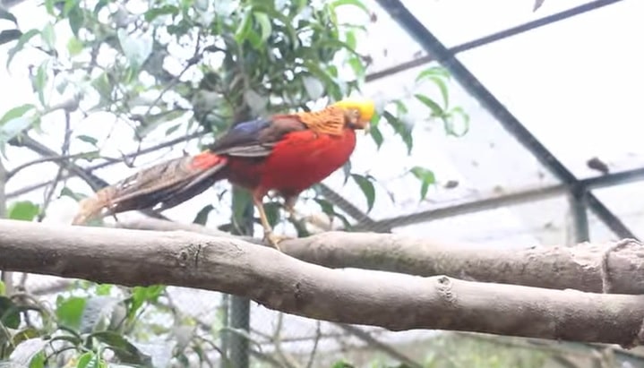 No new mortality recorded in zoo enclosure or among migratory birds around the ponds: NZP Report