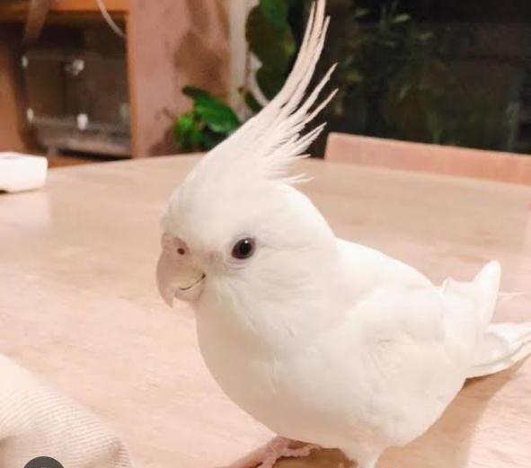 Birsa Zoo, Ranchi: Cockatiels figure in sky under animal exchange programme saw Reptiles sent to Maharashtra park