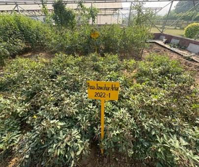 icar-makes-genome-breakthrough-paves-way-for-better-arhar-or-tur-varieties-in-india